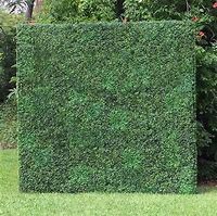 10 x 10ft Two - Toned Boxwood Wall