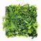 8 x 8ft Fern Boxwood Wall